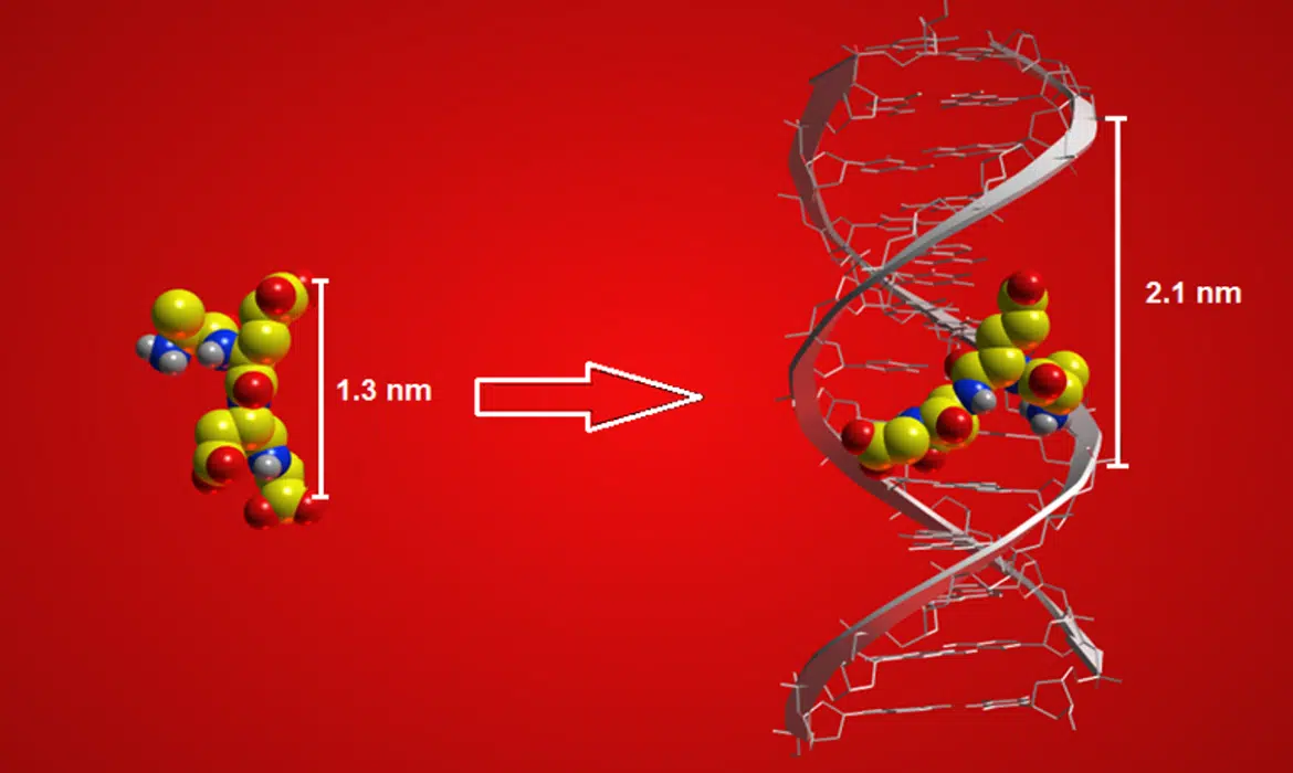 DNA-3-D