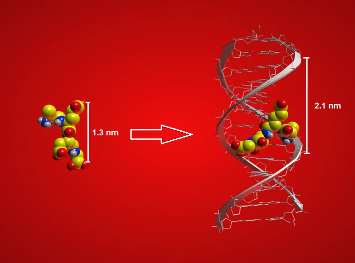 DNA-3-D