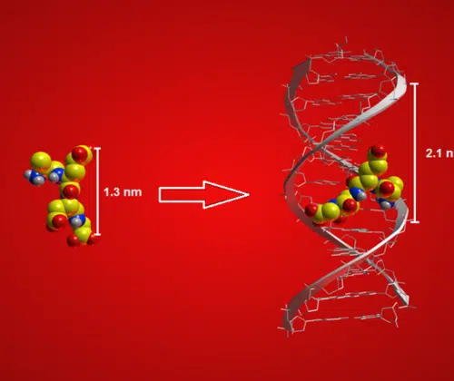 DNA-3-D