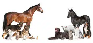 various pets and farm animals as a collage on a white background