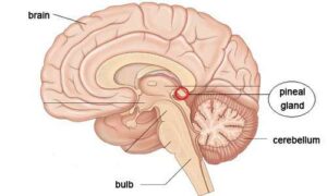 pineal gland bild 300x180 1