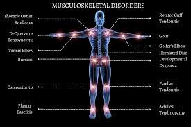 muskoskeletal 2